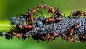 Prečo mravce a od seba navzájom sú vlastnosťami životnosti hmyzu